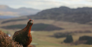 generic image for litir bheag from category Nature